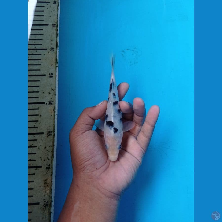 BEKKO READY SHOW 15CM