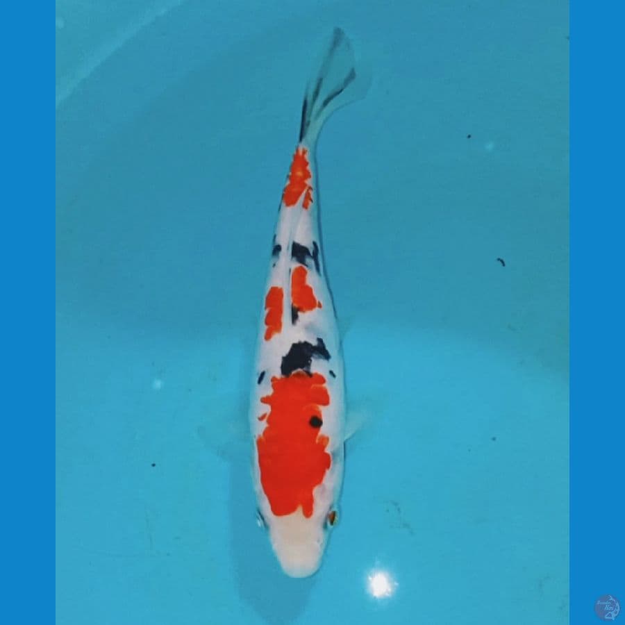 sanke doitsu 17 cm