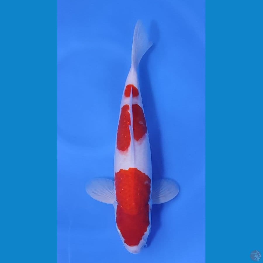 KOHAKU HQ CALON JOSSS ~33cm/Male~