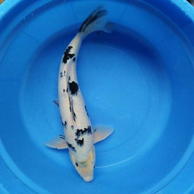 Shiro bekko 42cm male