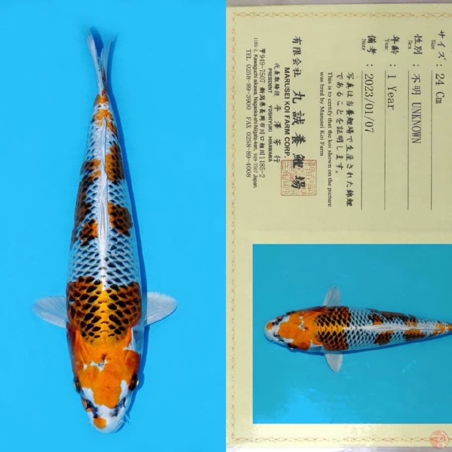 MARUSEI KUJAKU HQ 32CM
