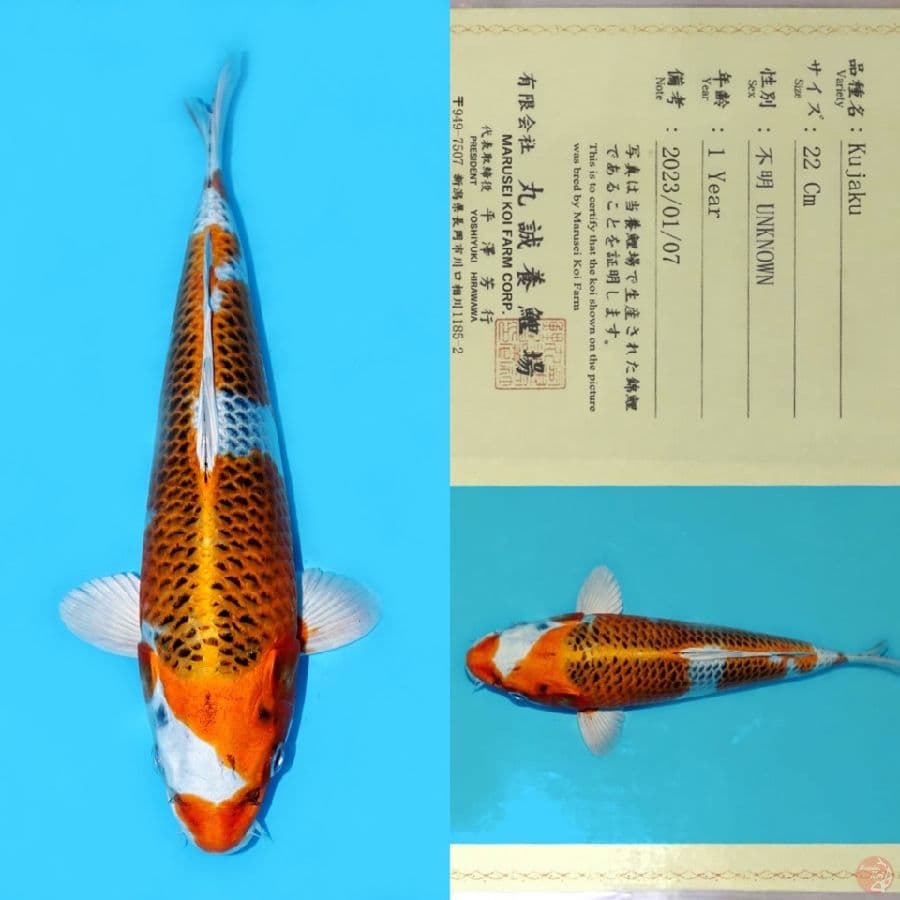 MARUSEI KUJAKU HQ 30CM