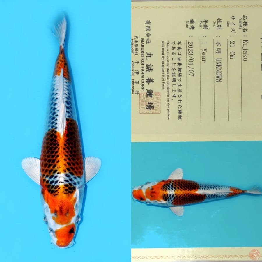 MARUSEI KUJAKU HQ 28CM