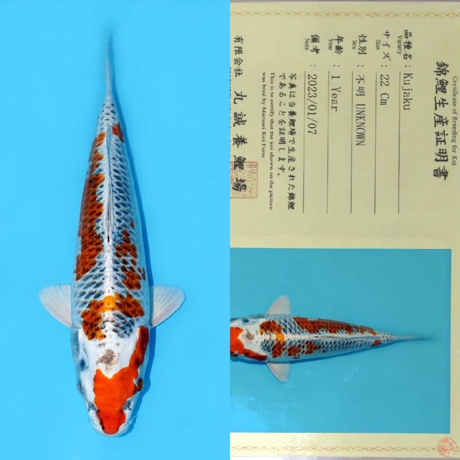MARUSEI RED KUJAKU HQ 31CM