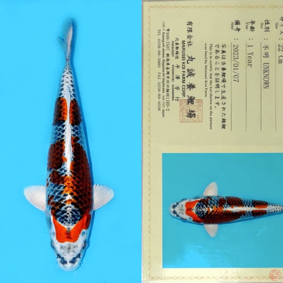 MARUSEI RED KUJAKU HQ 31CM
