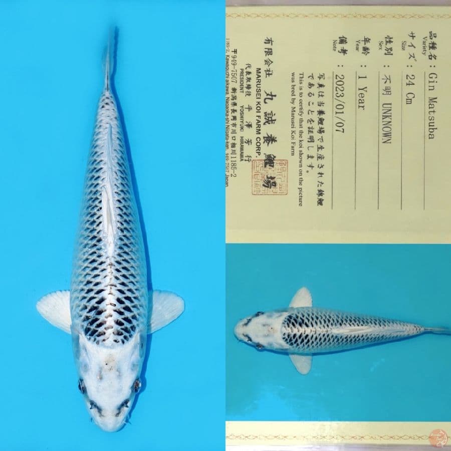 MARUSEI GIN MATSUBA SQ 34CM