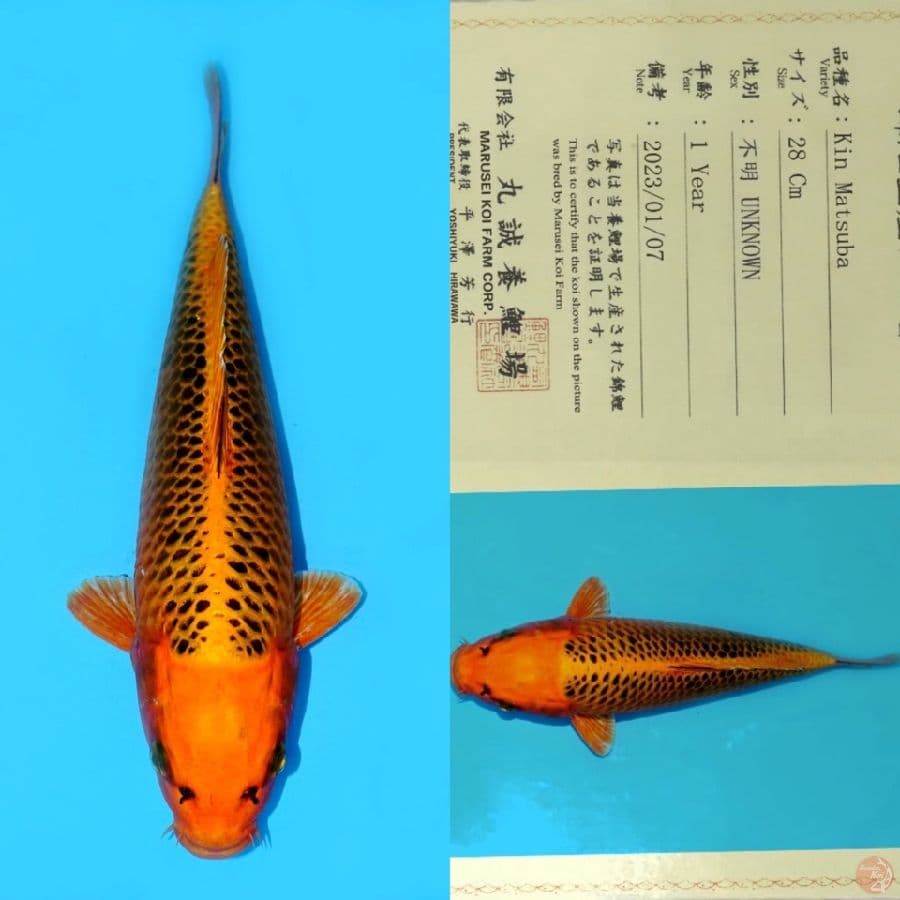 MARUSEI KIN MATSUBA HQ 36CM