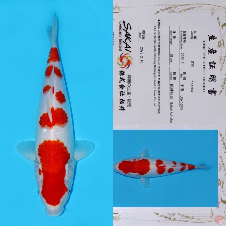 SAKAI GONDAN KOHAKU HQ 37CM
