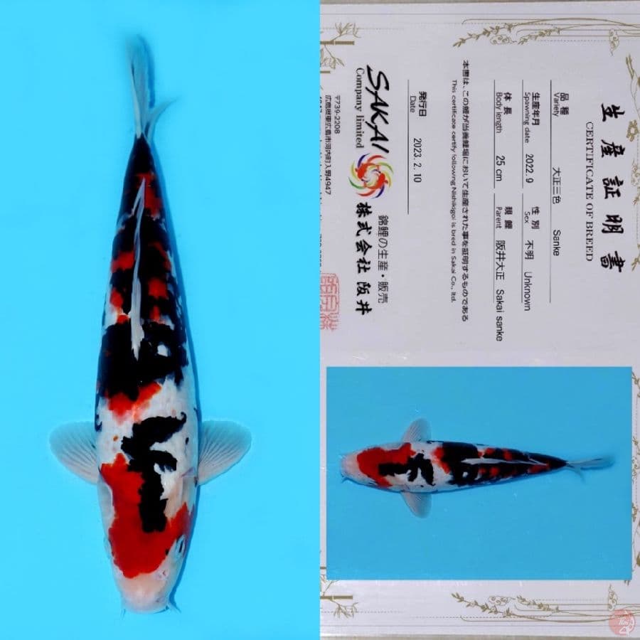 SAKAI SANKE HQ 33CM
