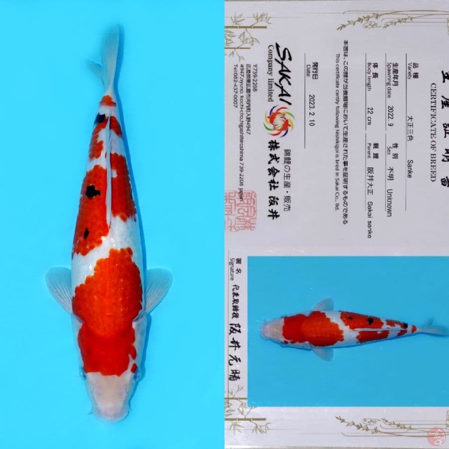 SAKAI YONDAN SANKE HQ 32CM