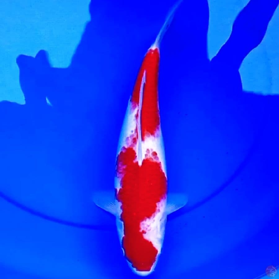 37cm ORIGINAL INAZUMA KOJAKU