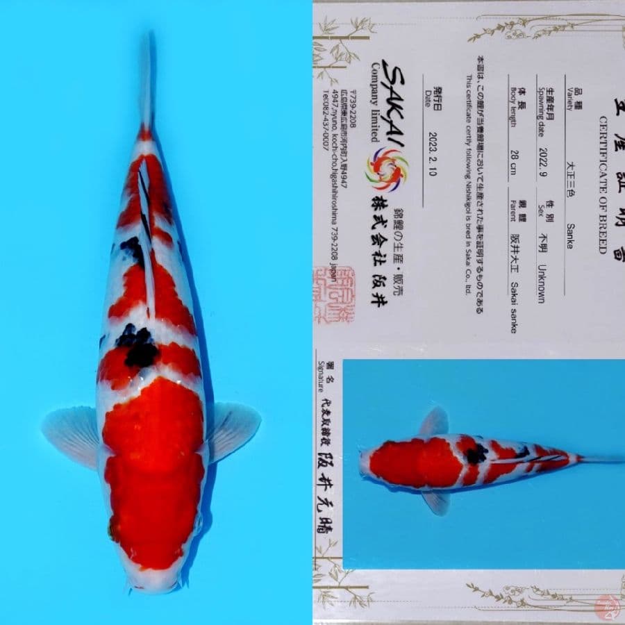 SAKAI GONDAN SANKE SQ 34CM (koleksi pribadi)