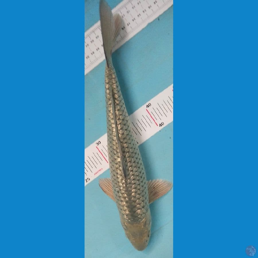 soragoi 37cm jantan