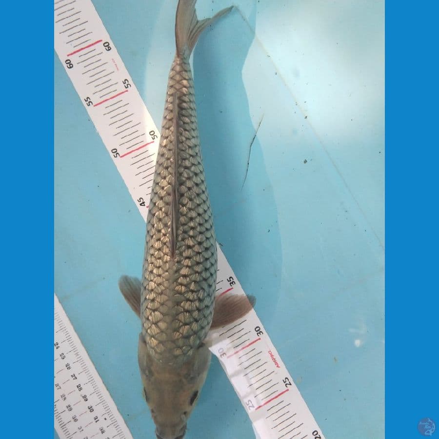 soragoi 38cm