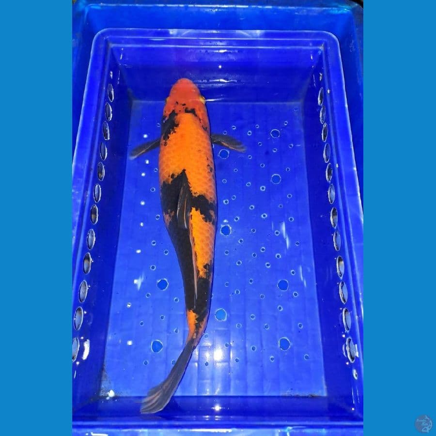 Utsuri 39 CM