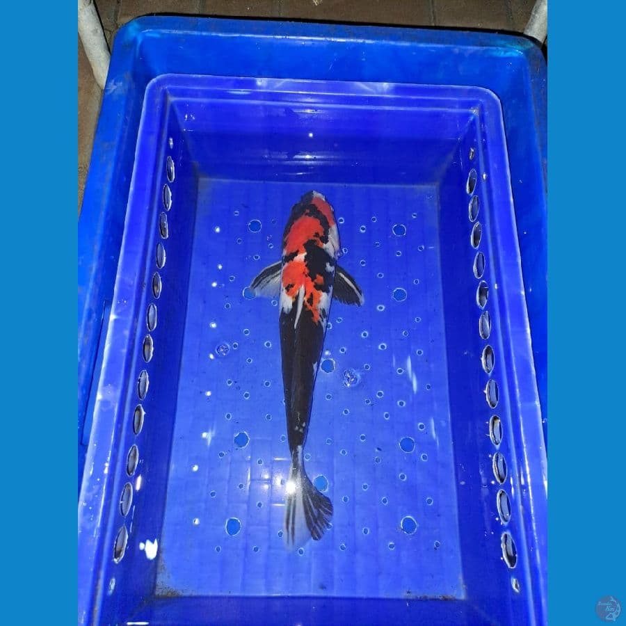 Showa 32 cm