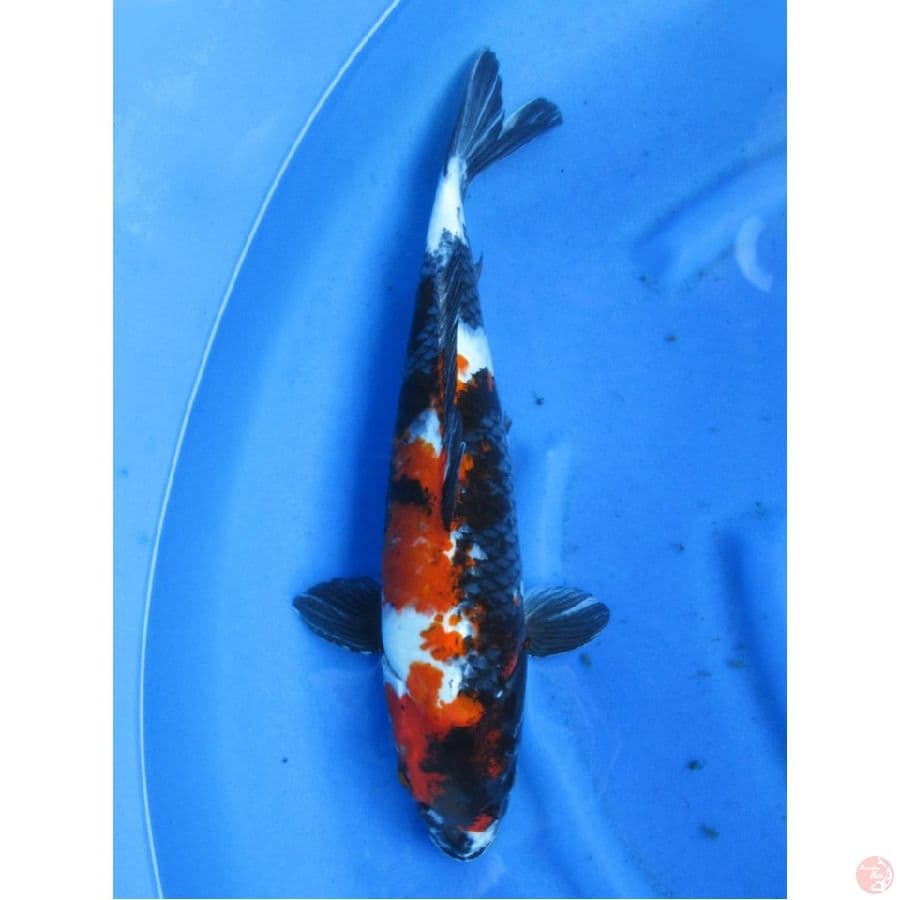 48cm , F1 Jumbo - Kage Showa