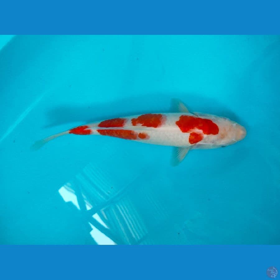kohaku