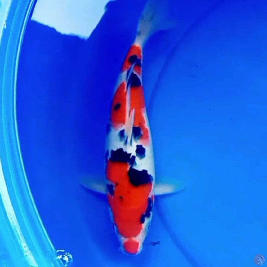 KUCIBENI TIGER SANKE HQ 27cm