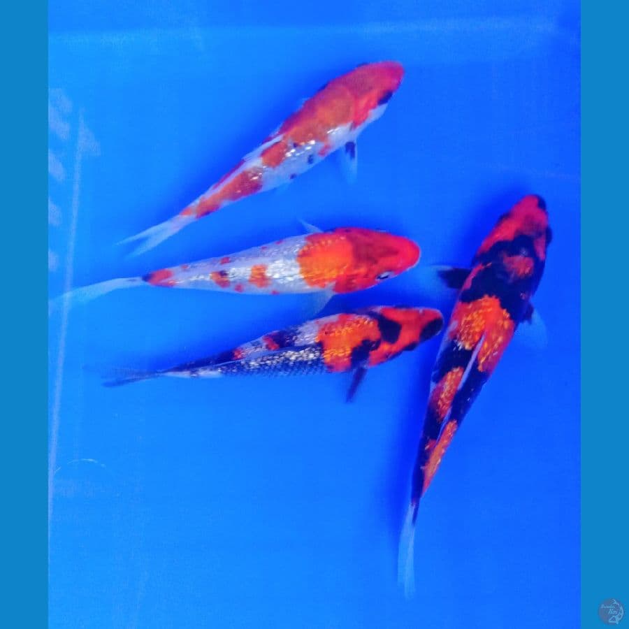 showa