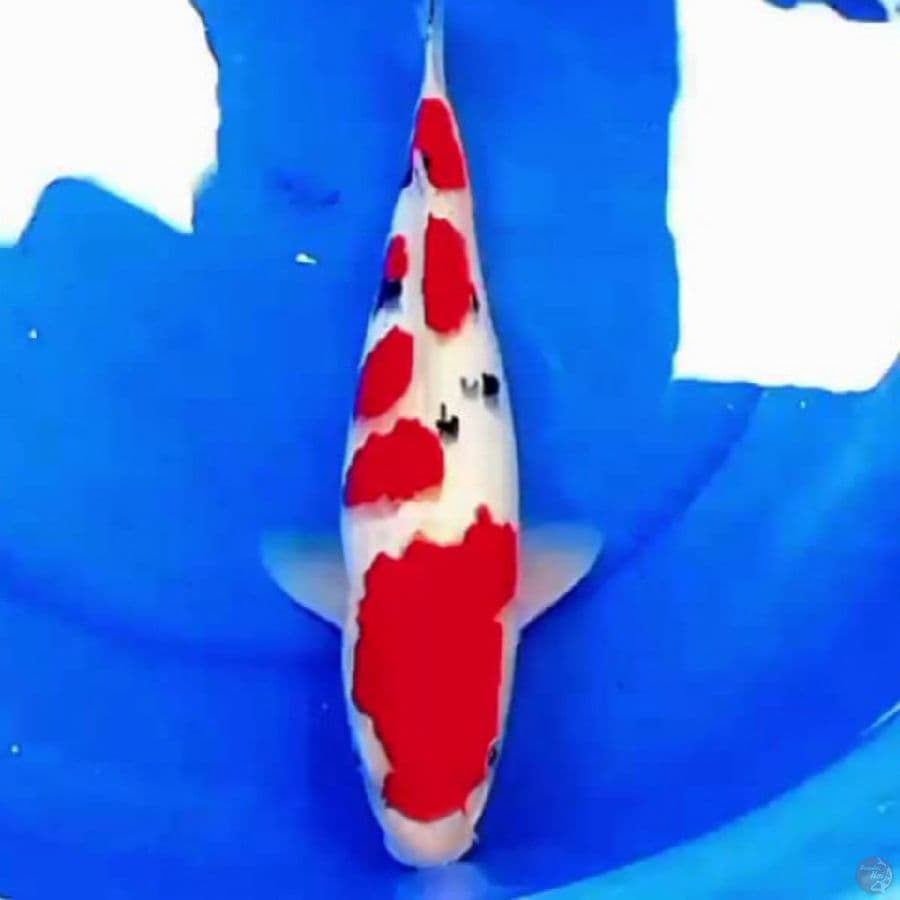 38cm TATEGOI SANKE SAKURA
