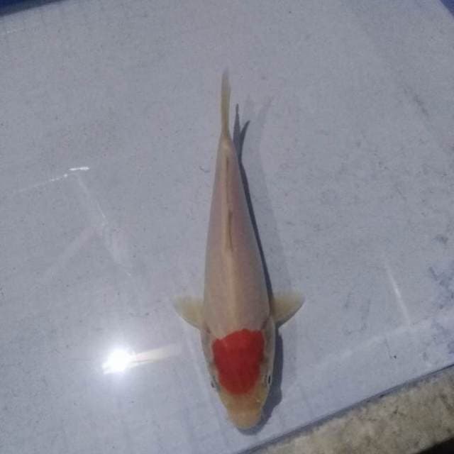 Tancho kohaku ori