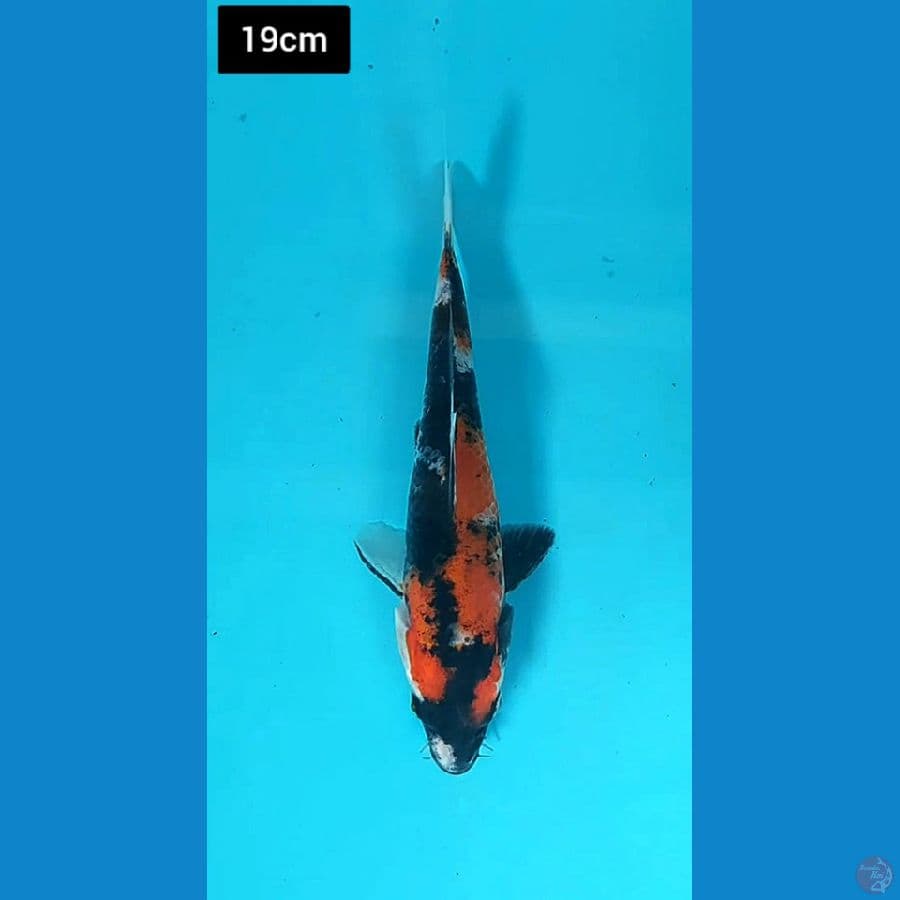 Showa 19cm