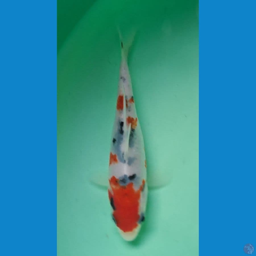 Sanke Bahan istimewa 12 cm