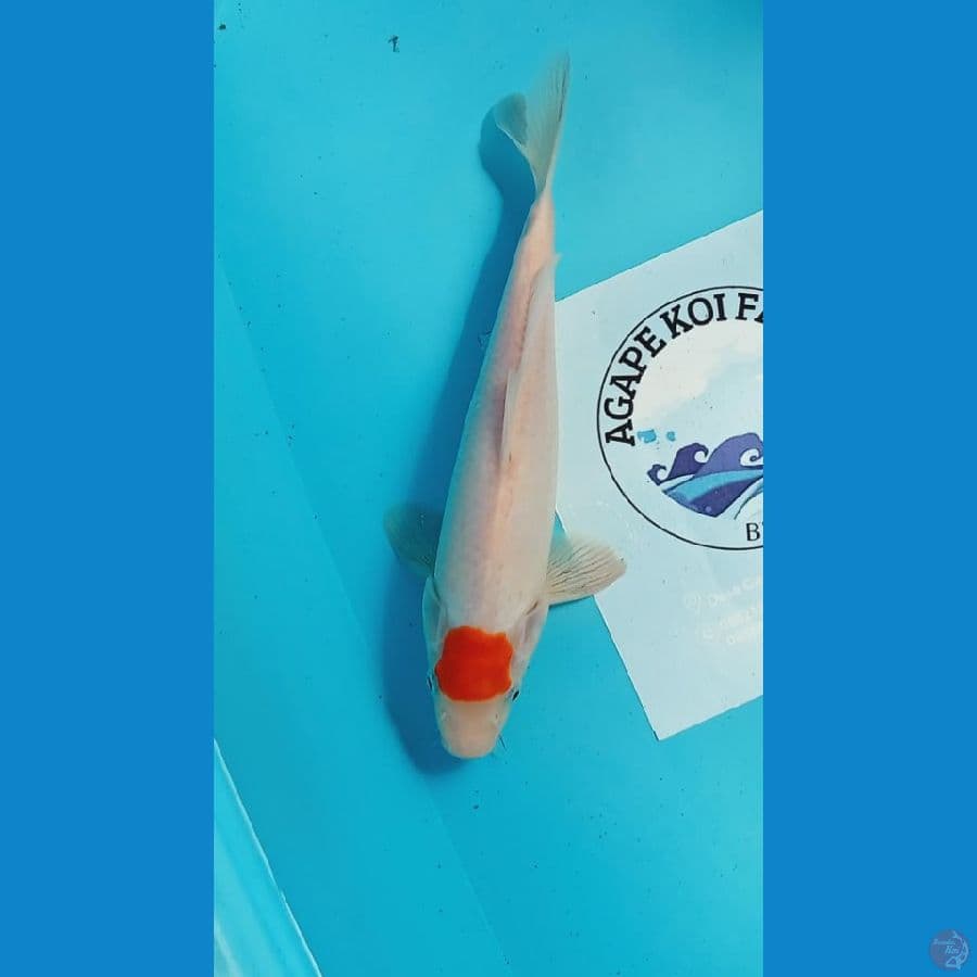 Tancho 29cm