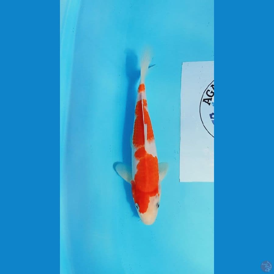 kohaku 25 cm