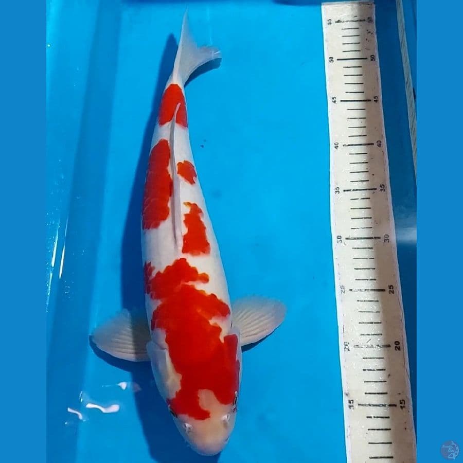 ORIGINAL KOHAKU BULKY 43 CM JANTAN