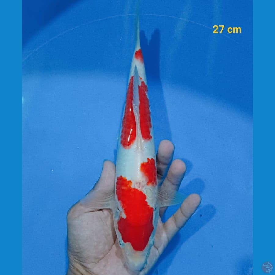 kohaku 27 cm
