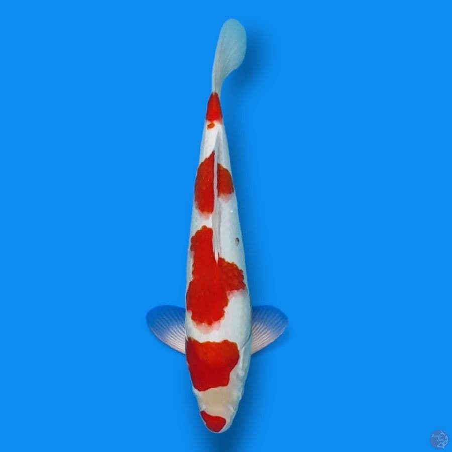Red Strong 33cm / Male