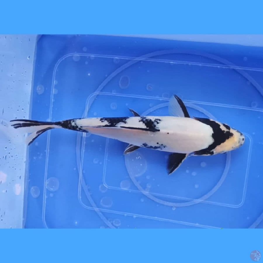 ( 25CM ) SHIRO PUTIH BERSIH - MALE
