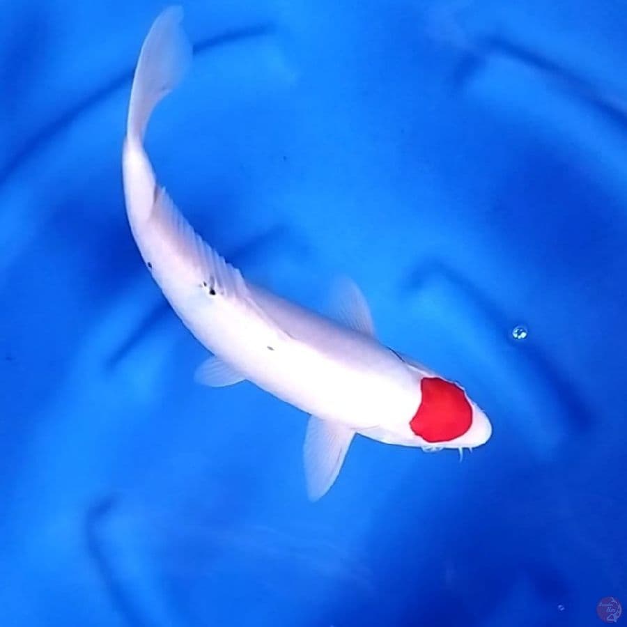 ( 32CM ) TANCHO SANKE ORIGINAL - MALE
