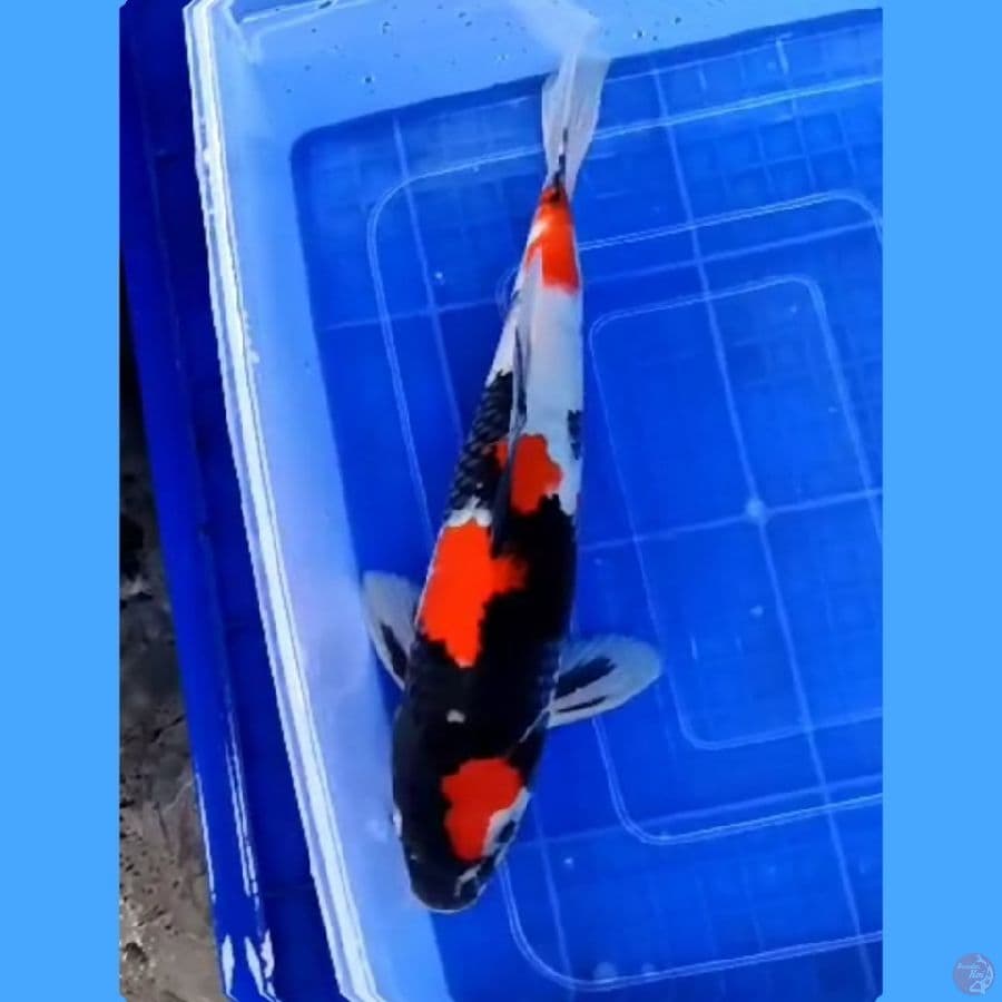 ( 31CM ) SHOWA MANTAP - MALE