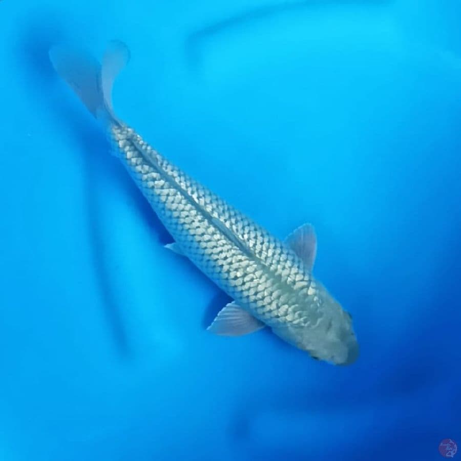 ( 30CM ) SORAGOI GINRIN - FEMALE