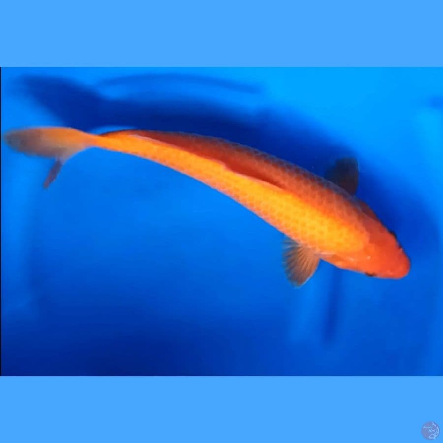 ( 37CM ) RED KARASHI - MALE