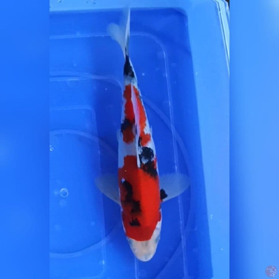 ( 23CM ) SHOWA MANTAP - MALE