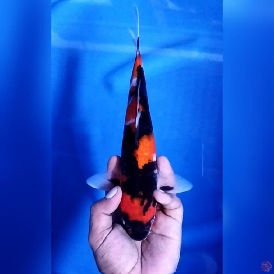 ( 28CM ) SHOWA - MALE