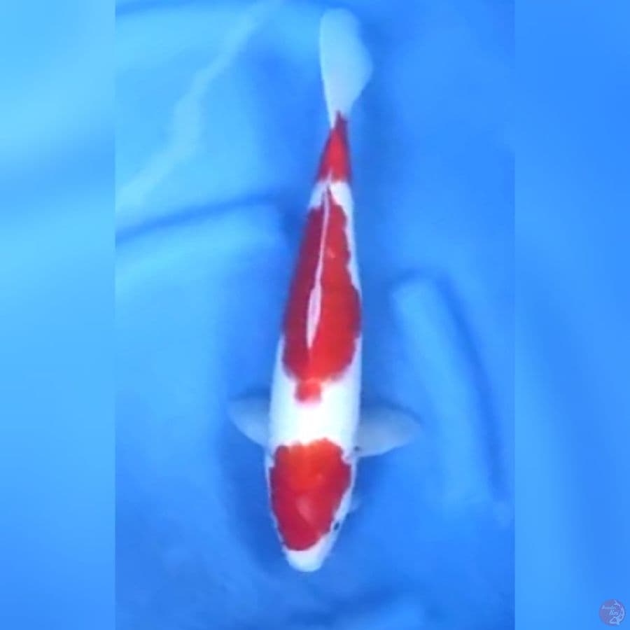 ( 34CM ) AI GOROMO - MALE