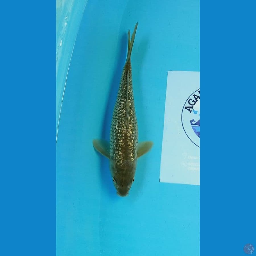 midori ginrin 28 cm