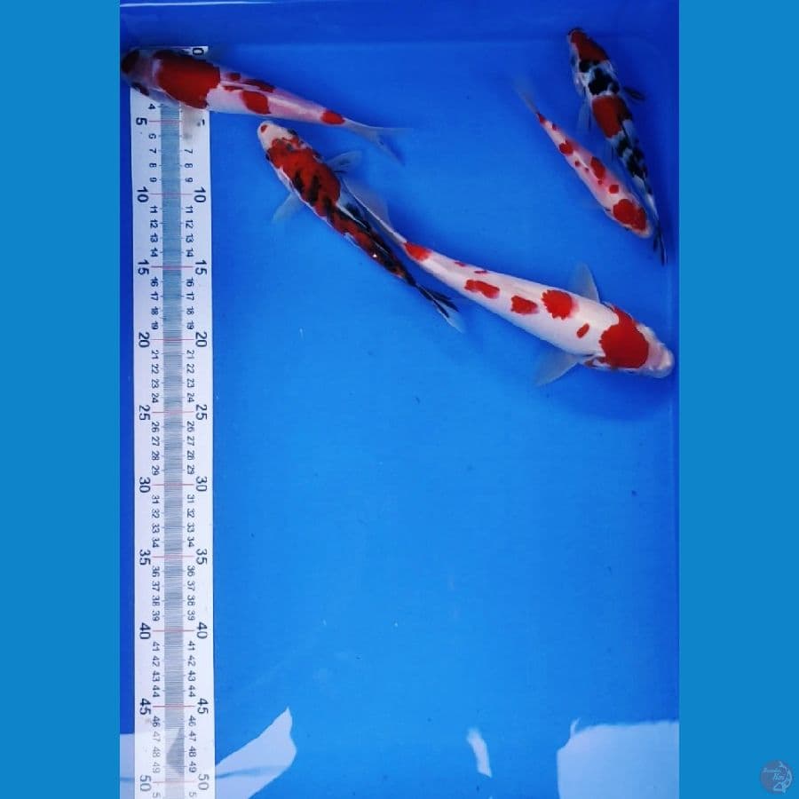 pket:13-25cm