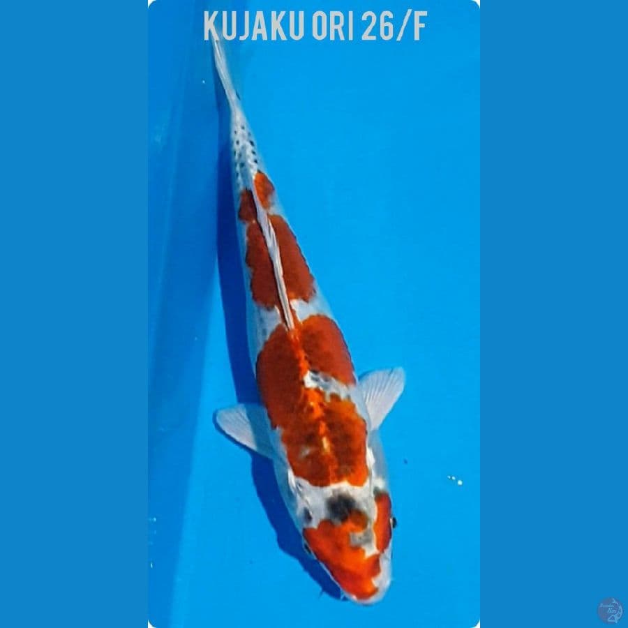 26/F KUJAKU ORI