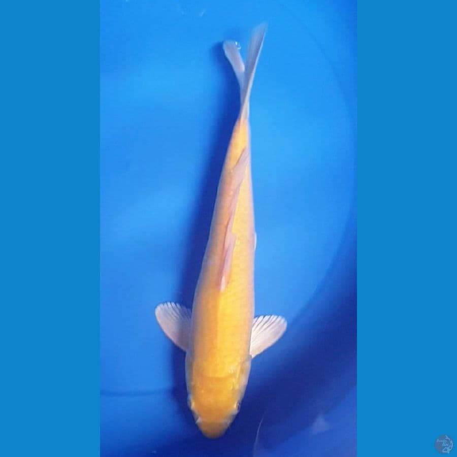 30/Male MATA MERAH