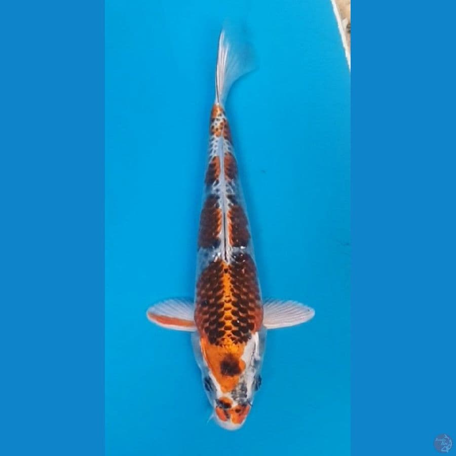 23/M KUJAKU
Good Pattern (kepala kanan ada penyok)