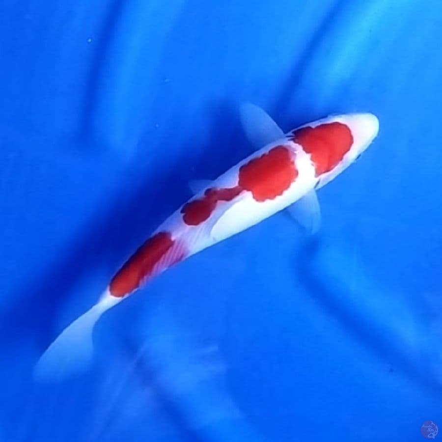 ( 29CM ) KOHAKU - FEMALE