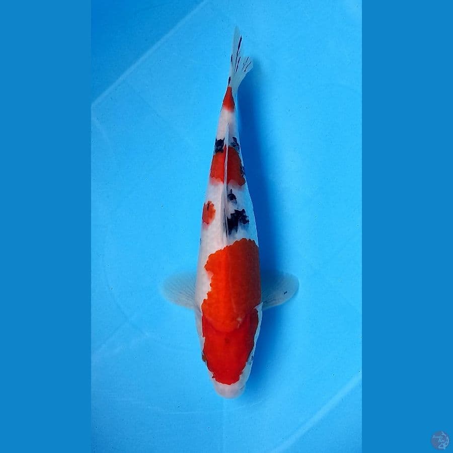 sanke tsubosumi 31cm