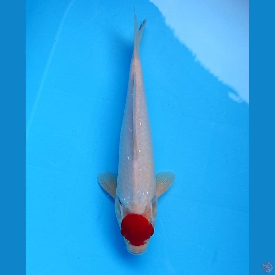 tancho 33cm male
