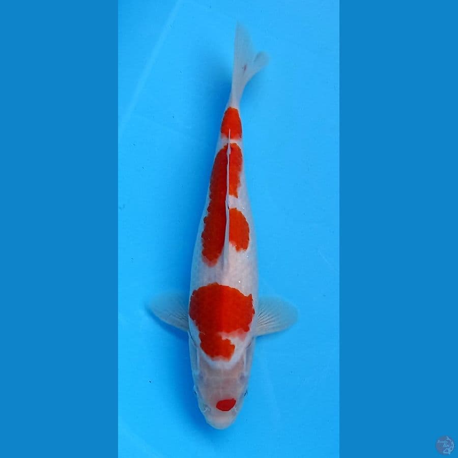 4 step kohaku 33cm